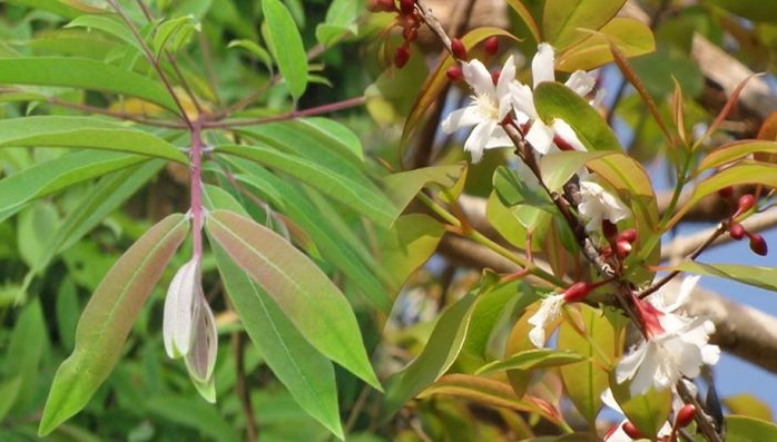 Loại rau xưa mọc bạt ngàn không thèm hái, giờ thành đặc sản nổi tiếng không có để bán