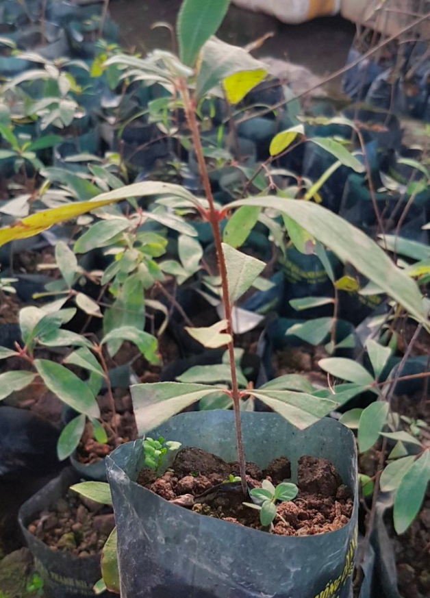 Loại rau xưa mọc bạt ngàn không thèm hái, giờ thành đặc sản nổi tiếng không có để bán