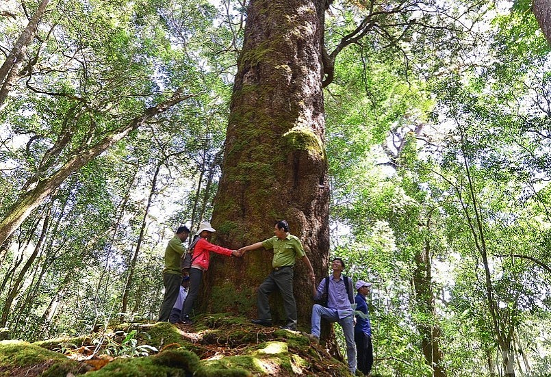 Cây có đường kính thân 6-7 người ôm mới xuể.