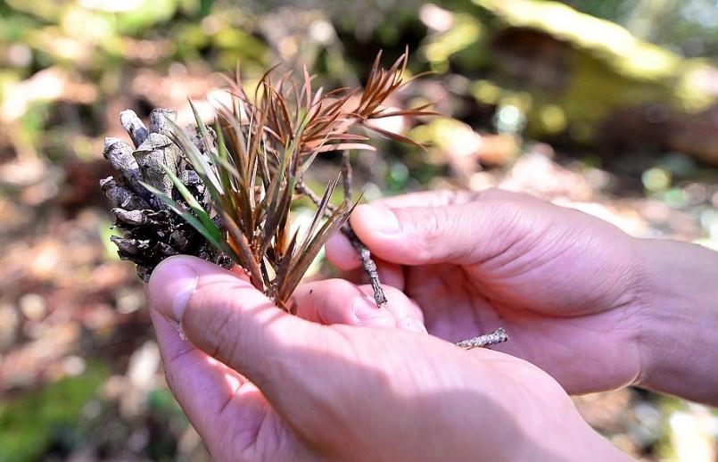 Ông Trương Quang Cường, Phó giám đốc Trung tâm Nghiên cứu quốc tế rừng nhiệt đới (Vườn quốc gia Bidoup - Núi Bà) cho biết, thông 2 lá dẹt là loài quý hiếm và là loài khó di thực. Hiện nay, Vườn đang tổ chức bảo tồn, thực hiện các biện pháp để phát triển những cây con tự mọc dưới tán rừng.   