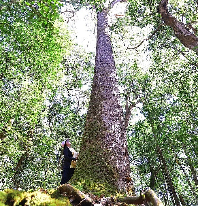 Cũng theo ông Minh và các cán bộ kiểm lâm, cây thông 2 lá dẹt 1.100 năm tuổi này được người dân tộc K\'ho, Cil, Lạch gọi là cây thần linh. 