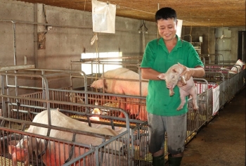 Bí quyết của chủ trại lợn vùng biên vẫn thu lãi đều tay nửa tỷ đồng/năm