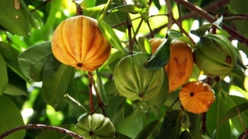 Thứ quả chẳng mấy ai để ý nhưng lại rất tốt cho sức khoẻ