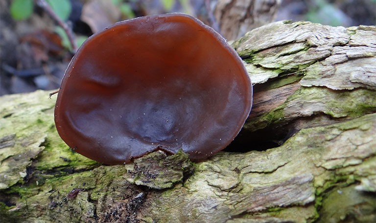 Mộc nhĩ phân bố lan rộng ở các vùng ôn đới và cận nhiệt đới 