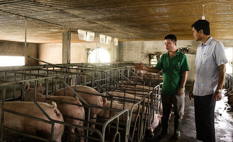 Anh Ngọc đầu tư hàng trăm triệu đồng để mua 4 con lợn giống ông bà.