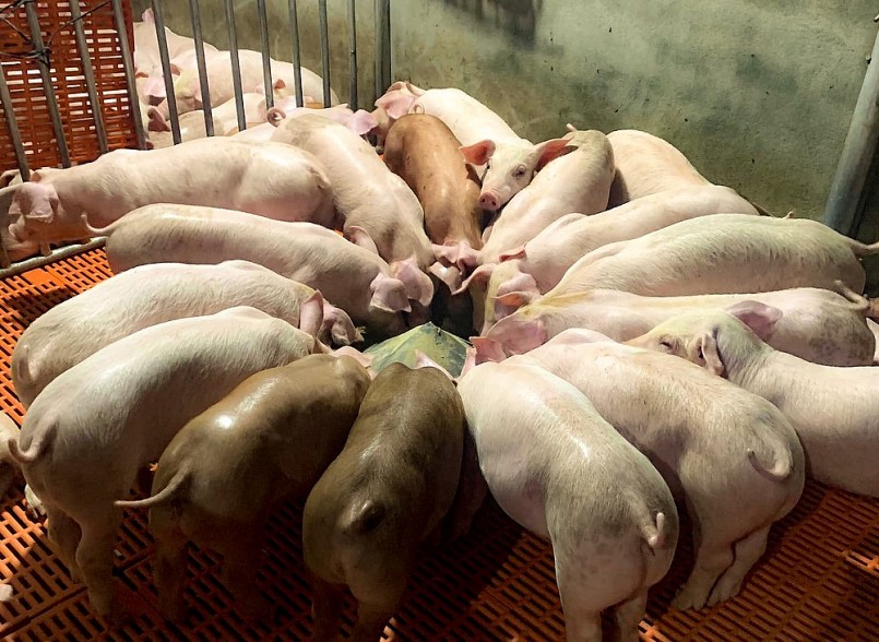 Anh Ngọc cũng đề xuất với chính quyền địa phương về việc xây dựng các gia trại vệ tinh, anh trợ giá con giống và hướng dẫn kỹ thuật cho bà con. Đồng thời, tạo mối liên kết trong bao tiêu sản phẩm lợn thịt xuất chuồng.