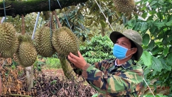 Đắk Lắk: Khuyến cáo ngươi dân không mở rộng diện tích trồng sầu riêng