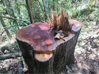 Kon Tum: Để rừng tự nhiên tàn phá, Chủ tịch UBND huyện Sa Thầy tự nhận kiểm điểm