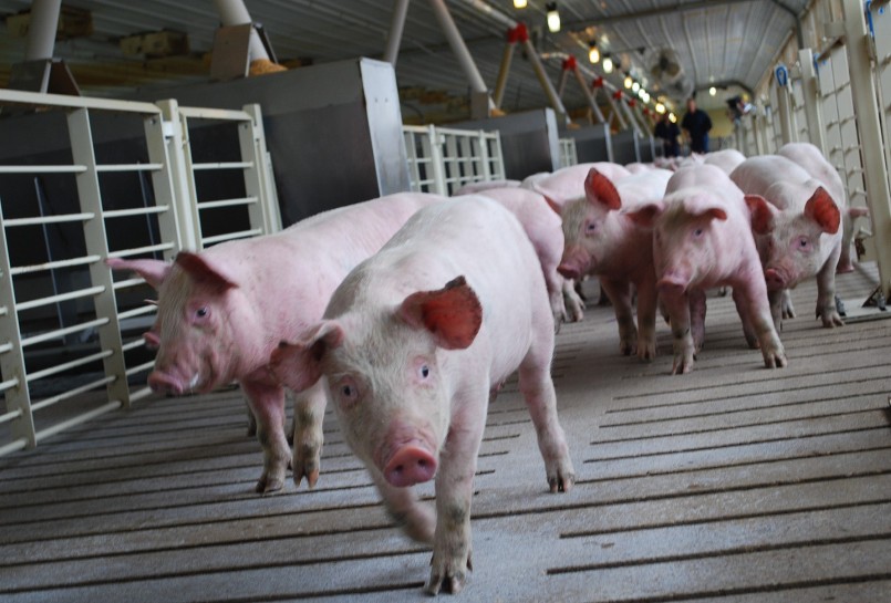 Giá heo hơi hôm nay (13/12) giảm dưới mốc 55.000 đồng/kg khi hầu hết các tỉnh giá heo chững lại. Giá heo hơi hôm nay (13/12) giảm dưới mốc 55.000 đồng/kg khi hầu hết các tỉnh giá heo chững lại.