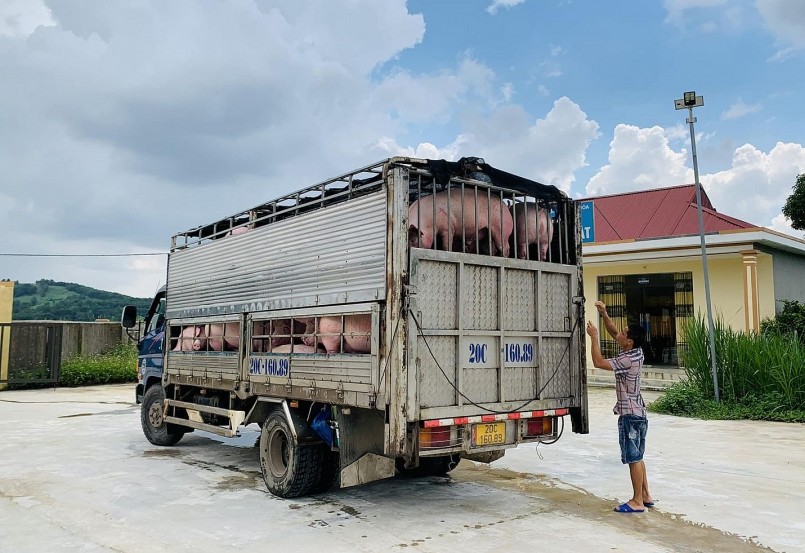 Đến thời điểm này, giá heo hơi duy trì ở mức thấp kéo dài nhưng vẫn chưa thấy giải pháp mở biên xuất heo được đề cập. Đến thời điểm này, giá heo hơi duy trì ở mức thấp kéo dài nhưng vẫn chưa thấy giải pháp mở biên xuất heo được đề cập.