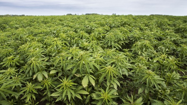 Thâm canh nông nghiệp biến một cây hoang dã thành một loại cỏ dại phổ biến