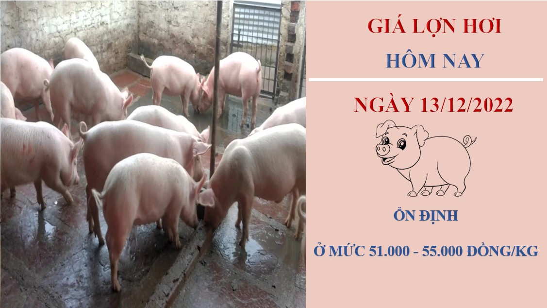 Giá heo hơi hôm nay 13/12/2022: Duy trì đi ngang ở cả ba miền