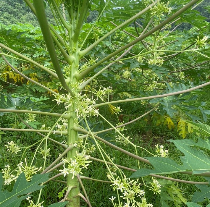 Hiện tại 3/10ha đu đủ đực tại trang trại của anh Ly đã cho thu hoạch 4-5 đợt hoa