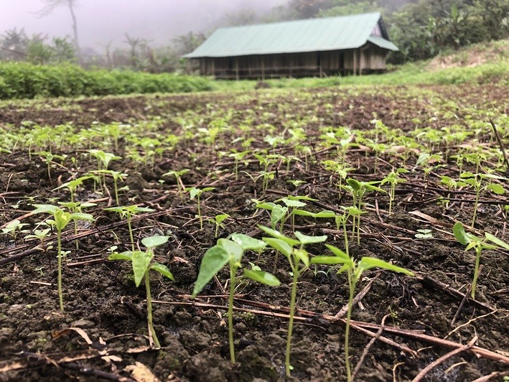 Hàng vạn cây giống được anh Ly ươm thành công trồng phủ xanh 10ha đất trang trại