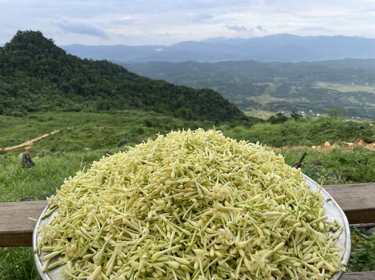 Hoa đu đủ đực tại trang trại anh thu hoạch đến đâu có người mua hết đến đó