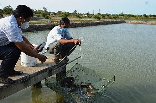 Đánh liều nuôi \'loài cá xa lạ\' ông Bảy Ánh đã đúc kết ra tuyệt kỹ thu lãi tiền tỷ và trở thành \'vua cá chình\' ở vùng Đất Mũi
