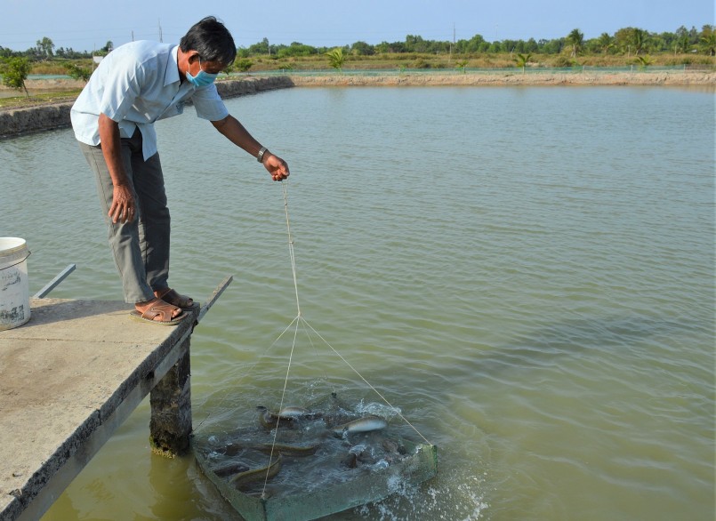 Hiệu quả từ mô hình nuôi cá chình của ông Bảy Ánh khiến nhiều người thán phục và tìm đến học hỏi để làm giàu từ \'loài cá xa lạ\' này.