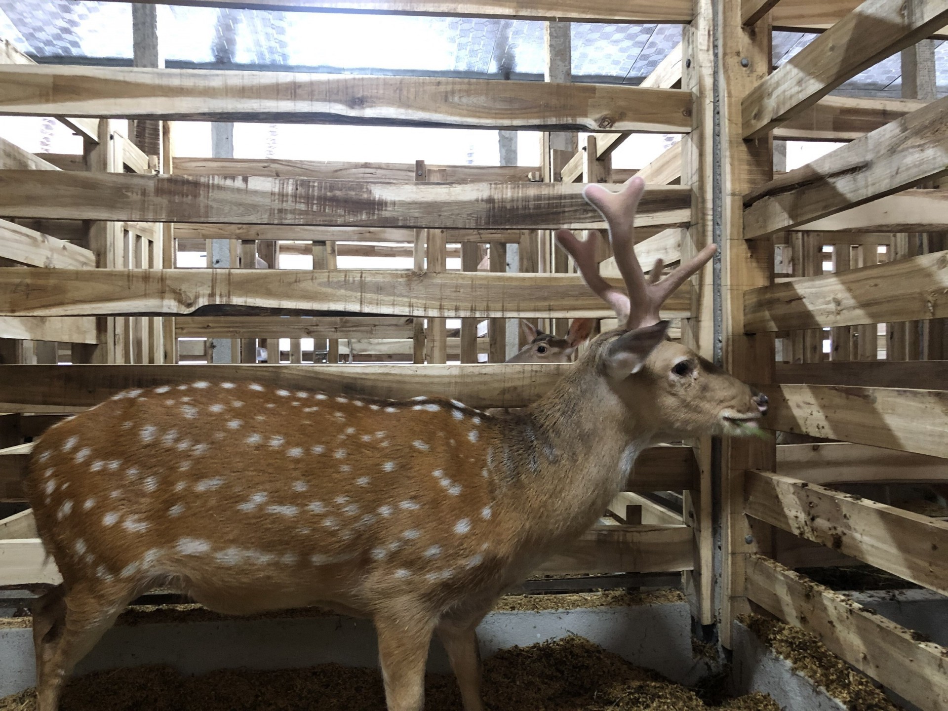 Nhiều con hươu cái đã sinh sản và sắp sinh sản sẽ tạo nguồn thu nhập lớn cho chủ trại