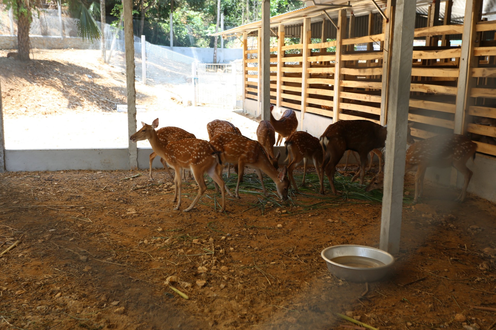 Anh Tiệp dự kiến sẽ đẩy mạnh bán giống hươu sao