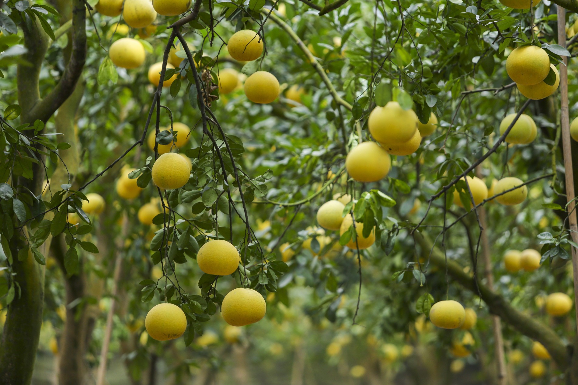 Những cây bưởi trên 10 năm thường sai trĩu, quả to tròn