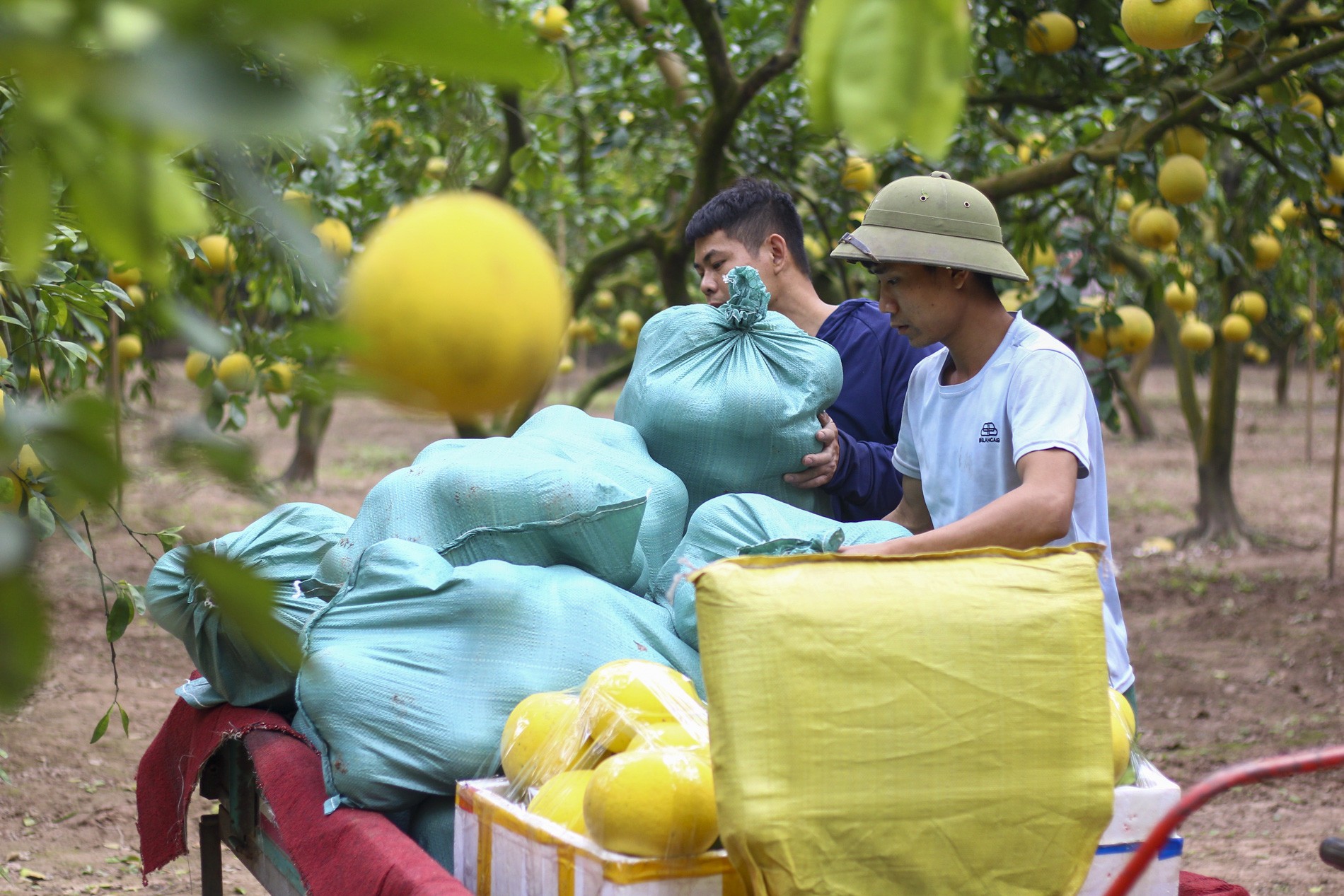 Những bao tải bưởi được chất lên xe mang ra khỏi vườn