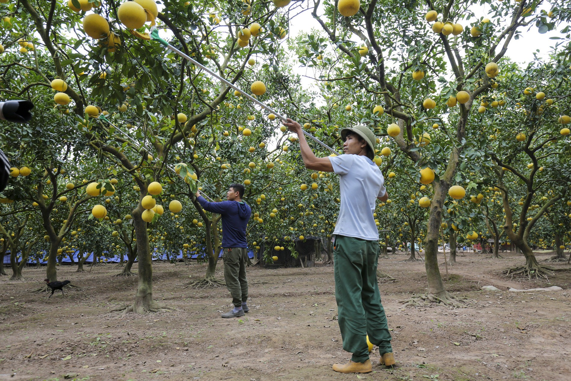 Bưởi Diễn được coi là một trong những đặc sản của Thủ đô Hà Nội