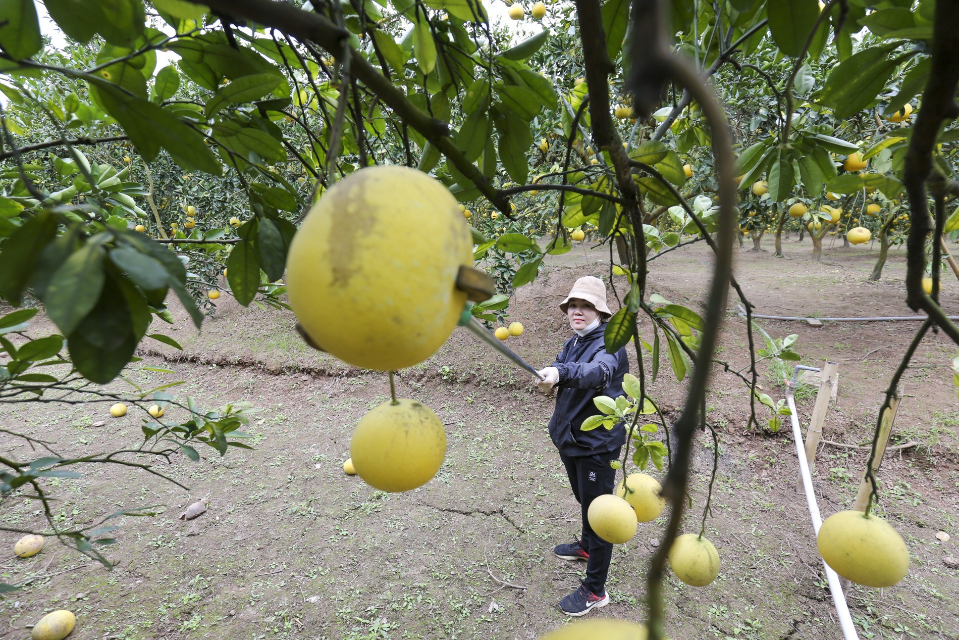 Thời điểm giáp Tết Nguyên đán nên nhiều người đã đặt mua bưởi Diễn để về thắp hương, hoặc làm quà biếu người thân, bạn bè, đồng nghiệp
