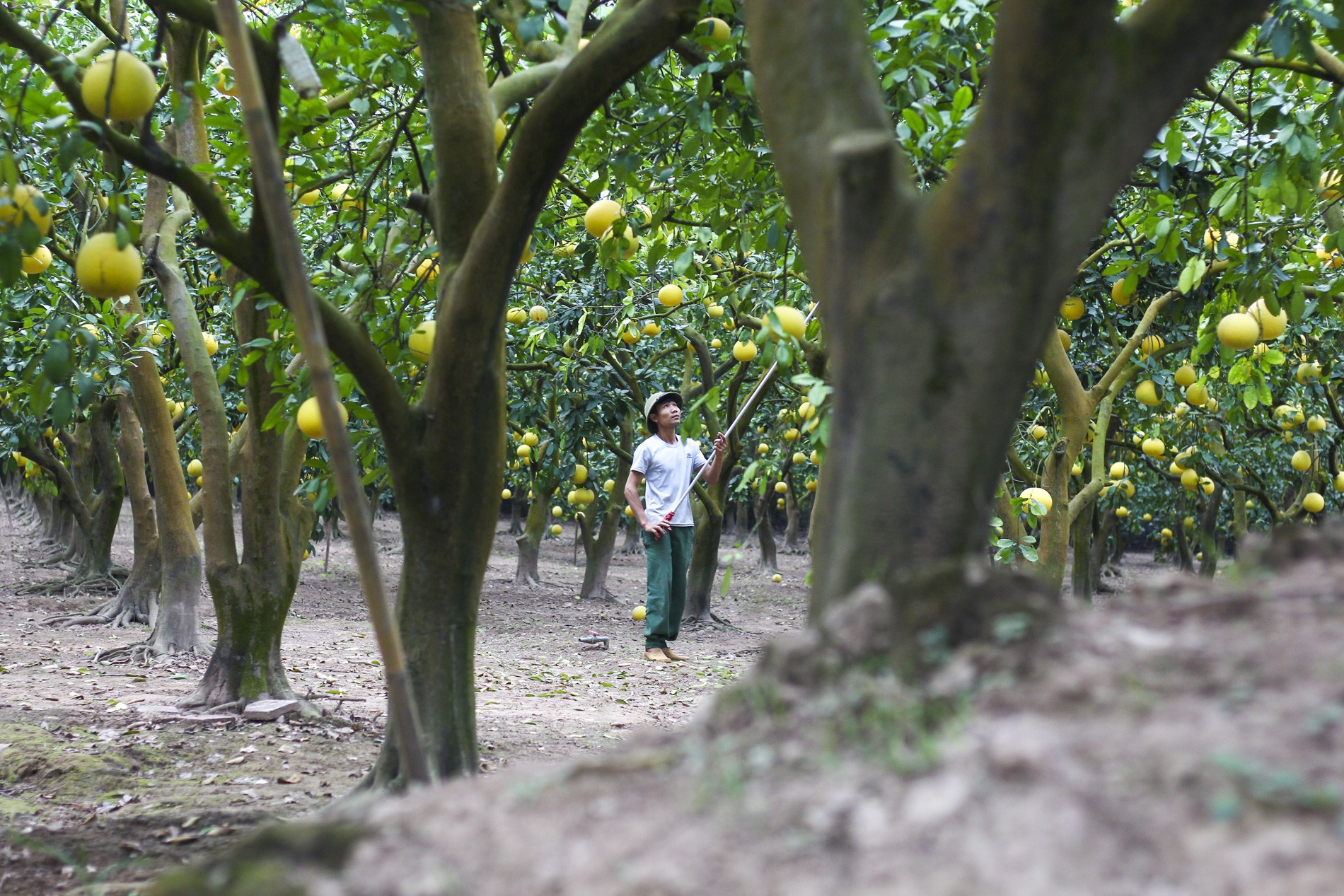 Vào dịp cận Tết, vườn bưởi lúc nào cũng nhộn nhịp