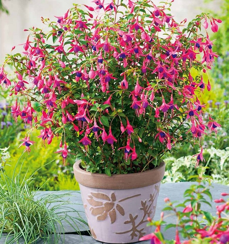 trong tự nhiên có hơn 100 loại hoa lồng đèn. Chúng có khả năng sinh trưởng tốt, dễ chăm sóc.