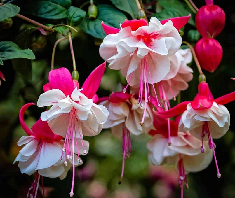 Bạn sẽ dễ dàng bắt gặp được những chậu hoa lồng đèn rực rỡ, được treo trong nhiều nhà vào dịp tết. 