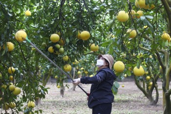 Thứ quả đang được "săn đón" chín vàng cả vùng trời, nông dân hái bán đủ tiền mua căn nhà phố