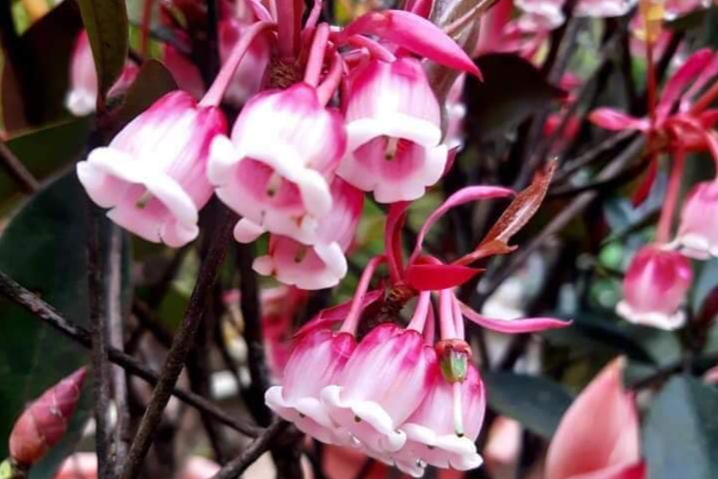 Loài hoa mọc hoang trên đỉnh núi “gây sốt” thị trường hoa Tết, có tiền chưa chắc đã mua được