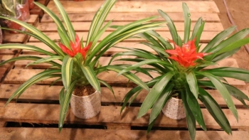 Lý do nào khiến cây dứa cảnh nến được dân văn phòng săn lùng?