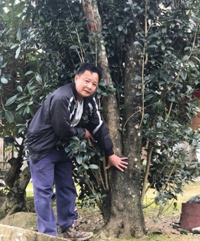 Xót cảnh thương lái Trung Quốc tận thu mộc hương, đại gia có hành động kinh điển