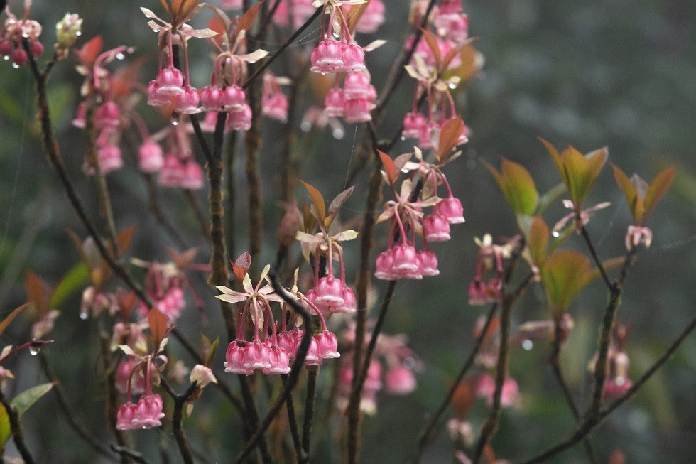 Loài hoa mọc hoang trên đỉnh núi “gây sốt” thị trường hoa Tết, có tiền chưa chắc đã mua được