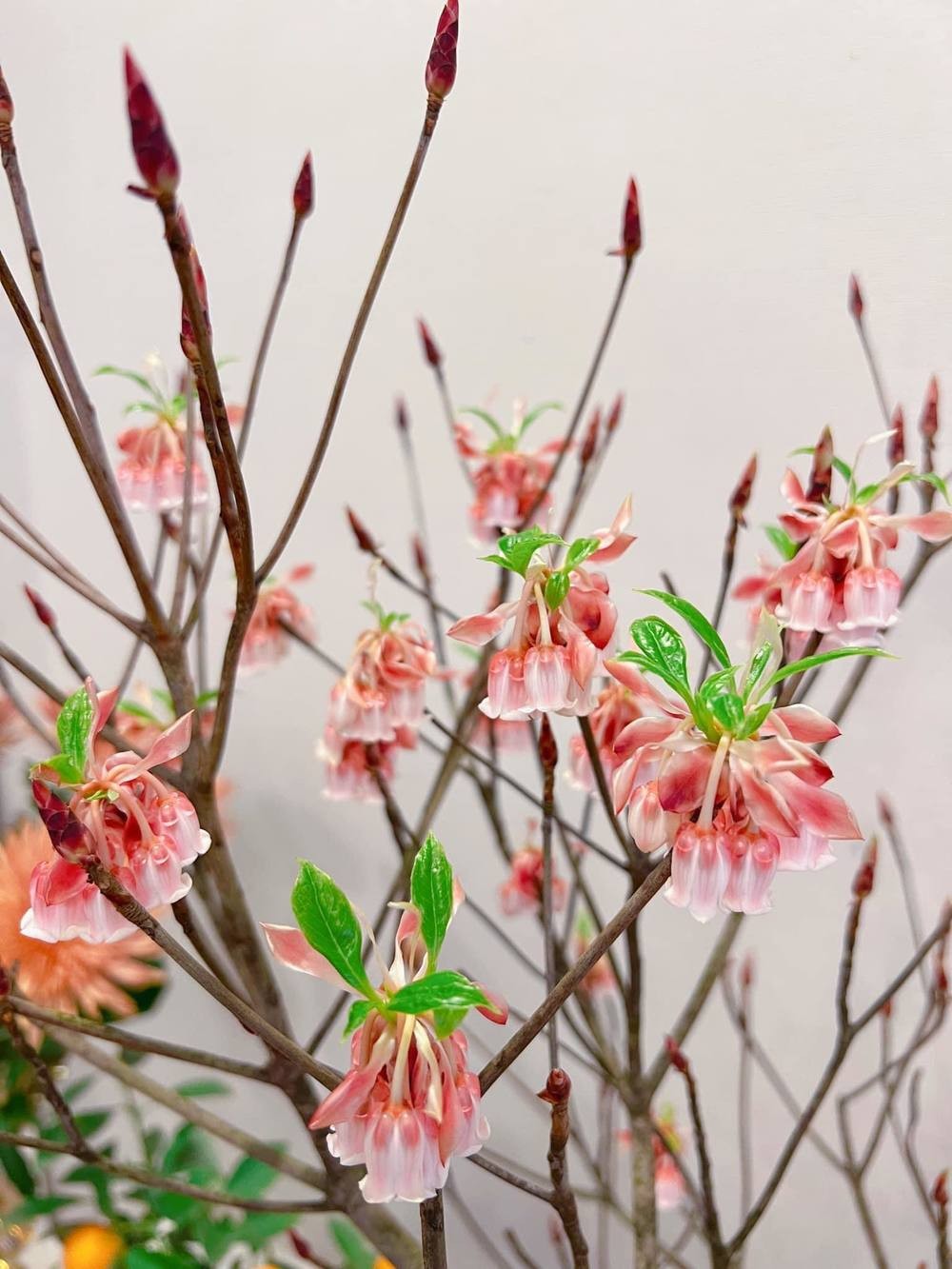 Loài hoa mọc hoang trên đỉnh núi “gây sốt” thị trường hoa Tết, có tiền chưa chắc đã mua được