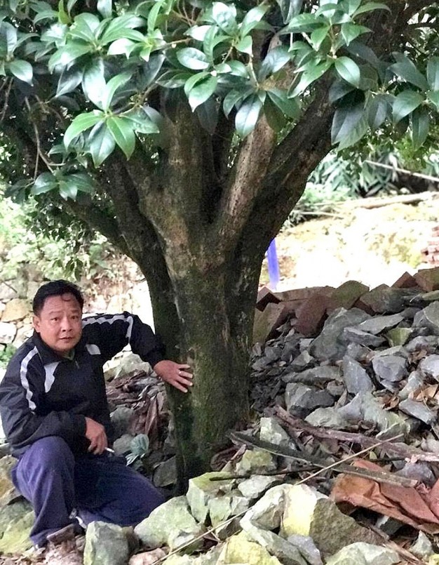 Theo ông Lê Minh, sở dĩ ông không tiếc tiền bạc, công sức để sưu tầm mộc hương Việt bởi đây là loại cây quý hiếm, có dược tính cao.