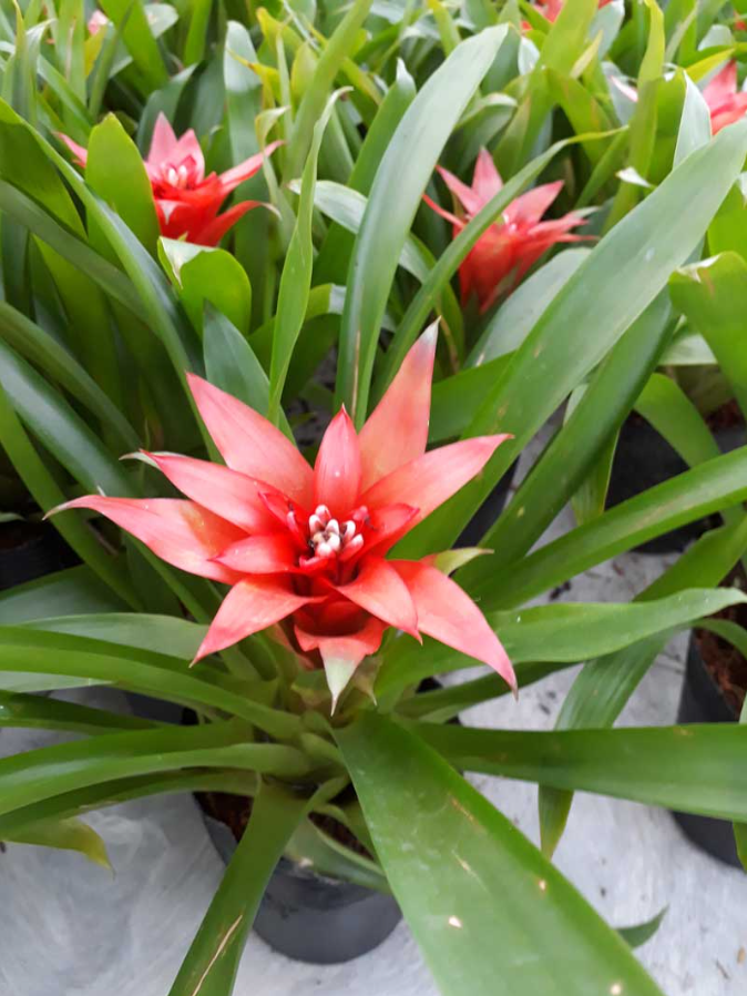 Lý do khiến cây dứa cảnh nến được dân văn phòng săn lùng?