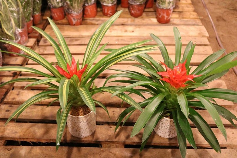 Lý do khiến cây dứa cảnh nến được dân văn phòng săn lùng?