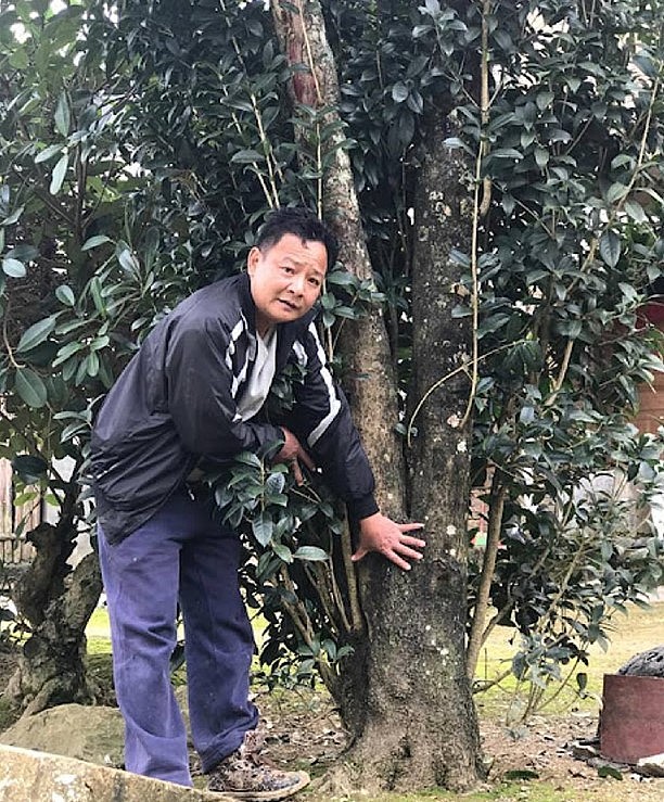 Ông Lê Minh với cú chốt cây mộc hương cổ thụ kinh điển.