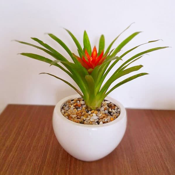 Lý do khiến cây dứa cảnh nến được dân văn phòng săn lùng?