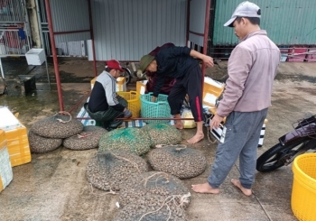 Trúng đậm ốc đặc sản giá cao 750 nghìn đồng/kg, ngư dân kiếm bộn tiền ngày cận Tết