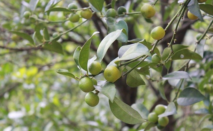 Tháng 5 đến tháng 10 hàng năm là thời điểm chanh rừng Mẫu Sơn vào mùa chín rộ