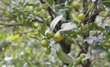 Loại quả dại thơm phức xưa không ai hái, nay đắt đỏ vẫn được lùng mua