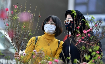 Nắng lên đào Tết bung nở người mua hồ hởi người trồng lo âu