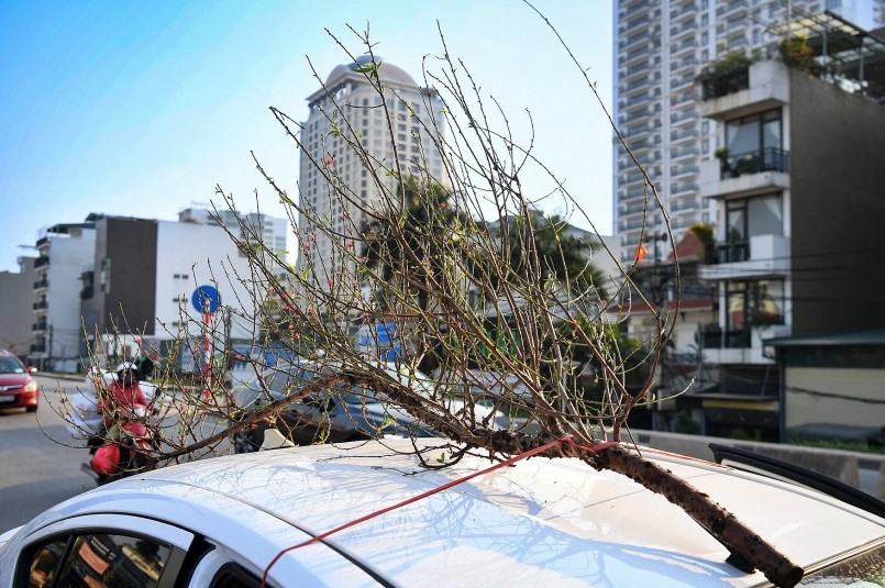 Một khách khác đã lựa chọn cành đào khá lớn với giá trị trên 500 nghìn đồng và phải nhờ người bán buộc vào xe ô tô mới có thể đưa về nhà.