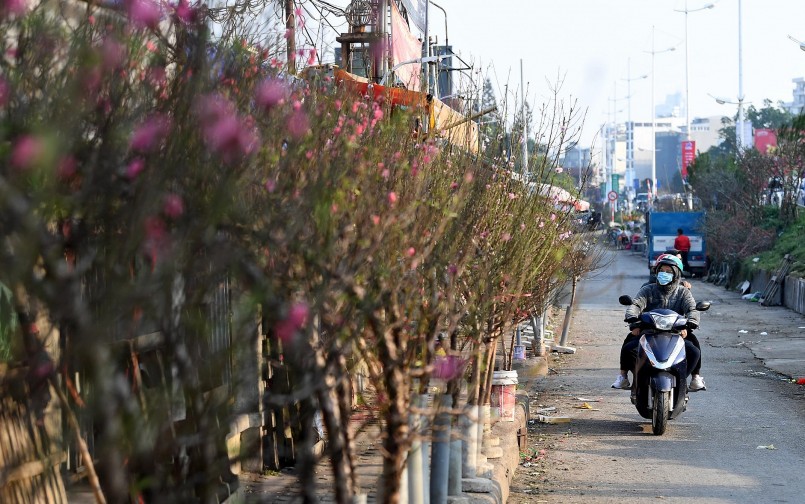 Phần lớn hoa đào được bày bán sớm đều được nhập từ làng đào Nhật Tân, thời tiết không quá lạnh cũng là điều kiện để hoa nở sớm. Hàng dài những cành hoa đào được bày bán dọc đê Âu Cơ (trước chợ Quảng Bá) đã đưa không khí Tết tới gần với mọi người hơn.