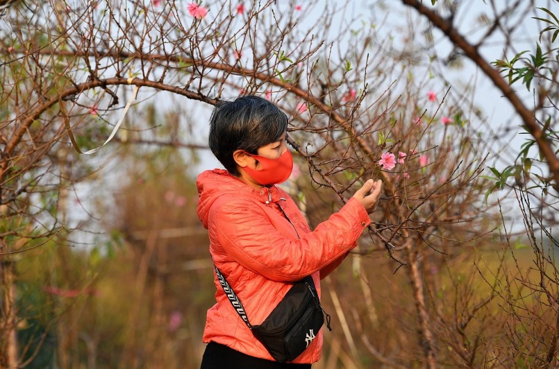 Chị Ngô Thị Thảo (Hoàn Kiếm, Hà Nội) cho biết, thành thói quen, năm nào gần Tết chị cũng tìm tới vườn đào Nhật Tân ngắm hoa và tìm cho mình những cành đào về trang trí tại cửa hàng.  
