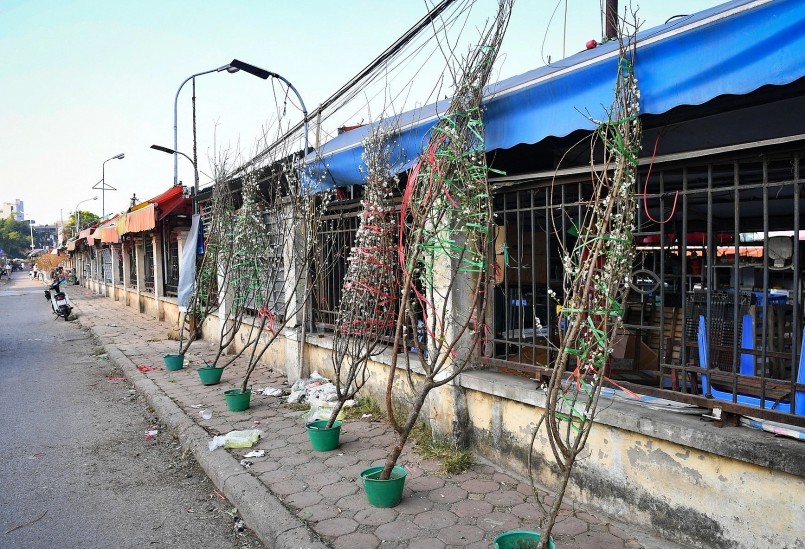 Ngoài hoa đào, những cành hoa lê, hoa mận cũng được bày bán dọc bờ đê Âu Cơ từ hơn 1 tháng nay. Những cành hoa rừng này được đưa từ các tỉnh miền núi phía Bắc như Lào Cai, Lạng Sơn... về bày bán tại Hà Nội. Giá thành cho mỗi cành hoa từ vài trăm đến vài chục triệu đồng, tùy thuộc vào kích cỡ và dáng thế khác nhau.