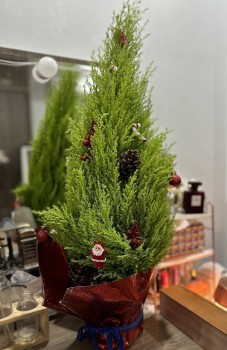 Loại cây cực hót hơn cả thông trong mùa giáng sinh tên đẹp lại tỏa hương thơm